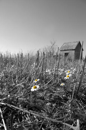 Paquerettes en goguette