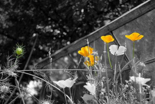 Nigelle de Damas vs pavots californiens