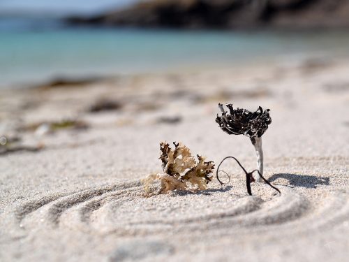 Tree of sand